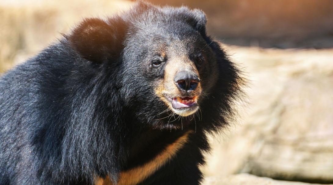 Moon bear conservation in Cambodia